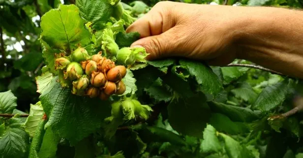 Fındık Hasadı Başladı: Üreticiler Memnun